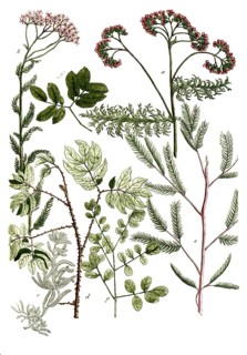 Botany, plants, a. Millefolium rubro flore, b. Millefolium rubrum vulgare, c, Millefolium