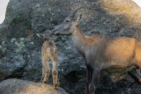 One adult female ibex (Capra ibex) standing on a rock, grooming her baby