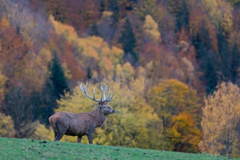 One red deer stag (Cervus elaphus) standing on a meadow on hilly ground. A forest in fall foliage
