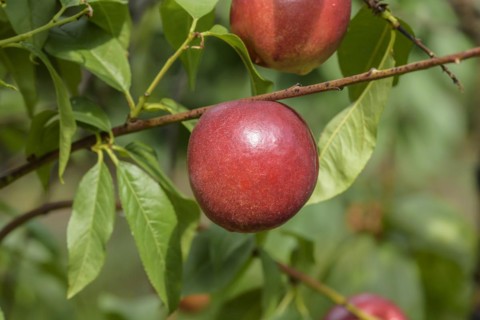 Nectarine (Prunus persica 'Snow Queen'), Baum- und Rebschule Schreiber KG, Poysdorf, Lower Austria,