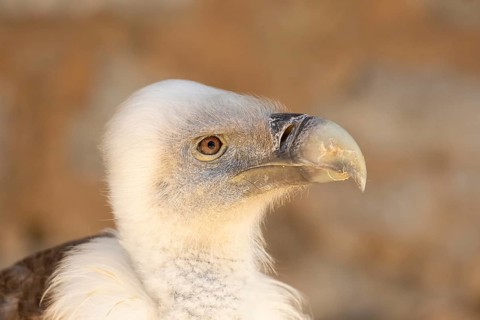 Griffon Vulture (Gyps fulvus) captive, Baden-Wuerttemberg, Germany