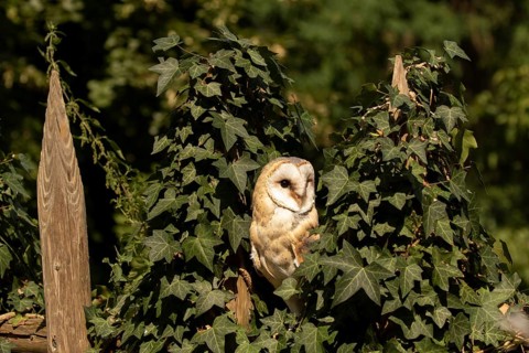Western Barn Owl (Tyto alba) captive, Germany