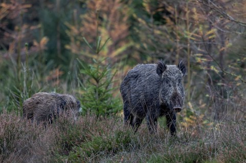 A wild boar (Sus scrofa) with its last remaining young boar, the siblings were probably preyed upon