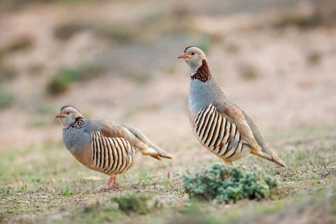 Barbary Partridge (Alectoris barbara), Fuerteventura, Spain