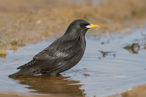 Spotless Starling - Einfarbstar - Sturnus unicolor, Morocco, adult