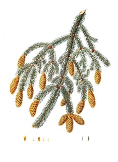 Sitka spruce, Picea sitchensis, Pinus Menziesii, Warted-branched fir, tree, digitally enhanced