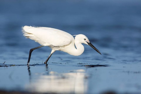 Little Egret (Egretta garzetta) foraging, Victoria, Australia