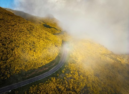 Aerial view of road among yellow Cytisus blooming shrubs near Pico do Arieiro, Portugal in clouds
