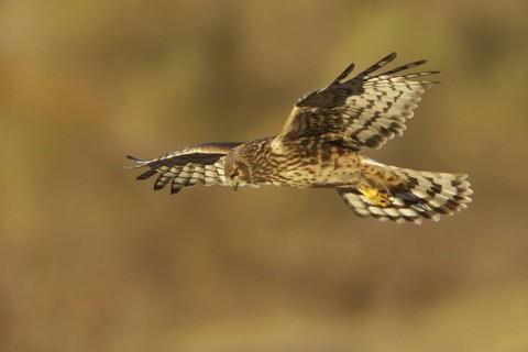 Northern Harrier (Circus hudsonius) female flying, New Mexico, USA