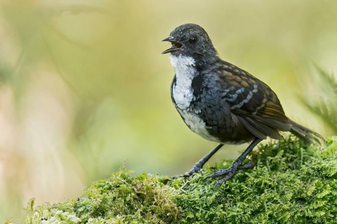 Papuan Logrunner (Orthonyx novaeguineae) perched on a branch in Papua New Guinea