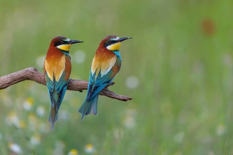 Bee-eater, (Merops apiaster), pair, perch, Tiszaalp-r, Kiskuns-gi National Park, B-cs-Kiskun,