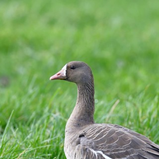White-fronted goose (Anser albifrons), standing in a meadow in the wintering area, animal portrait,