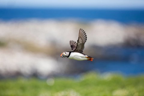 Atlantic Puffin (Fratercula arctica) flying with sandeels in bill, Farne Islands, United Kingdom