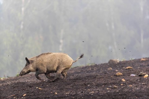 One wild boar or wild pig (Sus scrofa), running on a hill of debris, with fog and a forest in the