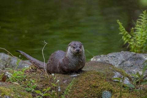 One Eurasian otter (Lutra lutra), resting on a mossy rock. Green water reflections in the