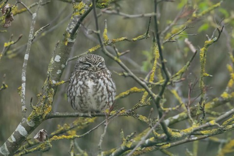 Little owl (Athene noctua) adult bird sleeping on a tree branch, England, United Kingdom