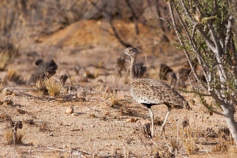 Red-crested Korhaan (Lophotis ruficrista), Namibia