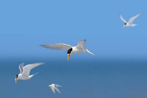 Four little terns (Sternula albifrons, Sterna albifrons) in breeding plumage in flight against blue