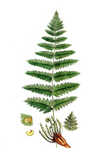 Cissampelos pareira, cinnamon cassia, digital reproduction of a historical model, between 1790 and