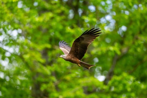 Black kite (Milvus migrans) flying in a forest in early summer, Bavaria, Germany