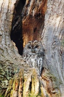Tawny Owl (Strix aluco), Baden-Wuerttemberg, Germany