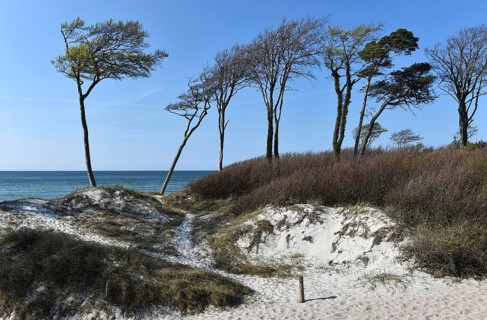 Wind escapees on the Baltic Sea, Darß, Weststrand, Mecklenburg-Vorpommern, Germany