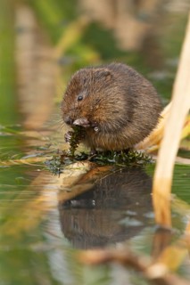 Water vole (Arvicola amphibius) adult rodent animal feeding on a pondweed leaf in a reedbed on a