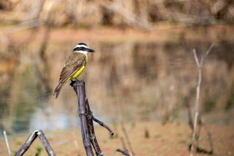 Sulphur-masked tyrant (Pitangus sulphuratus) in the Reserva Ecologica Costanera Sur nature reserve