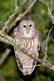 Barred Owl Strix varia Tamarack, Aitkin County, Minnesota, USA 11 September Adult bending forward