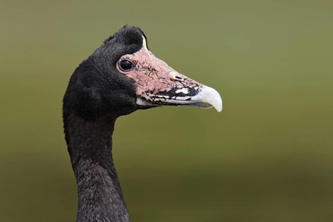 Magpie Goose (Anseranas semipalmata)