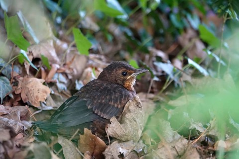 Blackbird (Turdus merula), juvenile, spring, Germany