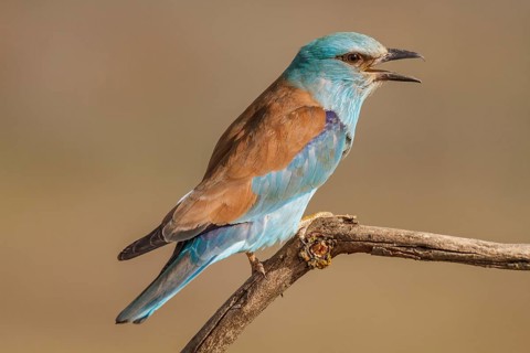 European Roller (Coracias garrulus), perched on a branch calling, Castile-La Mancha