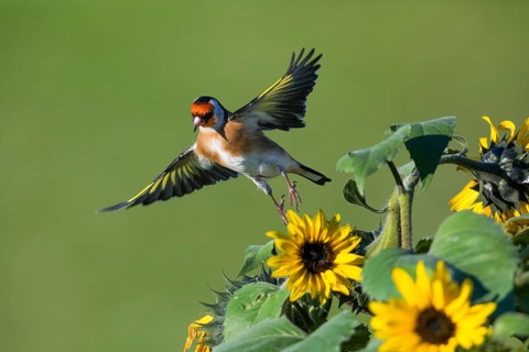 European Goldfinch (Carduelis carduelis), adult bird in flight over Sunflowers Hesse, Germany