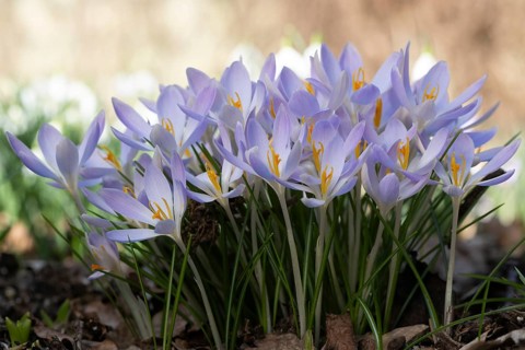 Elf crocus (Crocus tommasinianus), Emsland, Lower Saxony, Germany