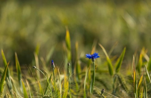 Cornflower (Cyanus segetum), Münsterland, North Rhine-Westphalia, Germany