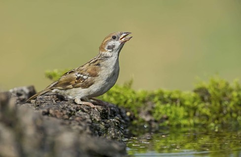 Eurasian Tree Sparrow (Passer montanus) drinking at a waterhole, Aosta Valley, Italy