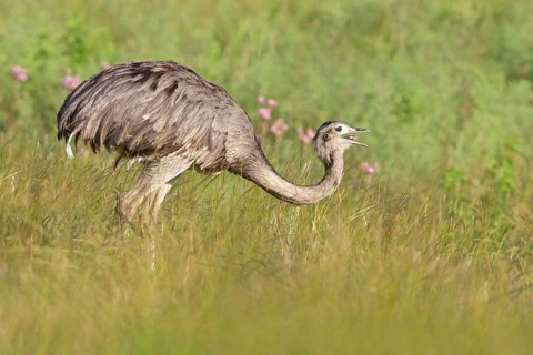 Greater Rhea (Rhea americana) perched on the ground in Bolivia, South America