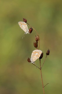 Bruin blauwtje, Brown Argus, Aricia agestis