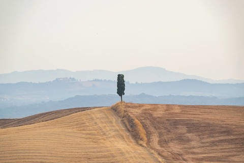 Cypress tree against the sky in a typical Tuscan landscape in Crete Senesi with hills in summer,