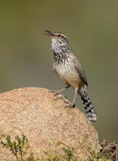 Cactus Wren (Campylorhynchus brunneicapillus) singing, Arizona, USA