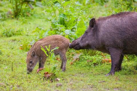 An adult female and a young wild boar or wild pig (Sus scrofa), stand in tall fresh green grass