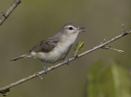 Warbling Vireo (Vireo gilvus) singing, Ohio, USA