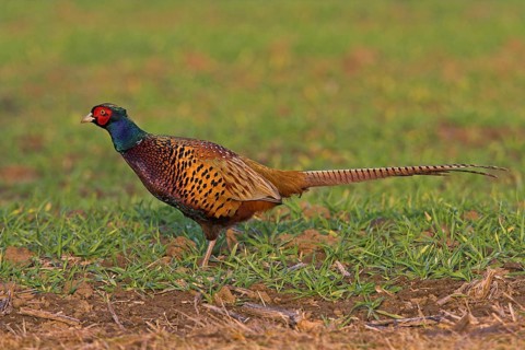 Pheasant (Phasianus colchicus), Faisan de Colchide, Faisan de chasse, Faisán Vulgar, Bad Dürkheim
