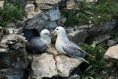Northern fulmar (Fulmarus glacialis) two adult seabird birds on a cliff, RSPB Bempton cliffs nature