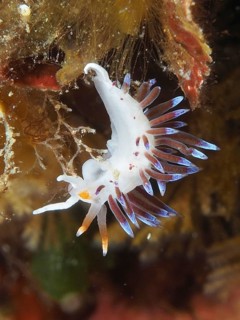 Colourful sea snail with bright blue and orange appendages, migratory thread snail (Cratena