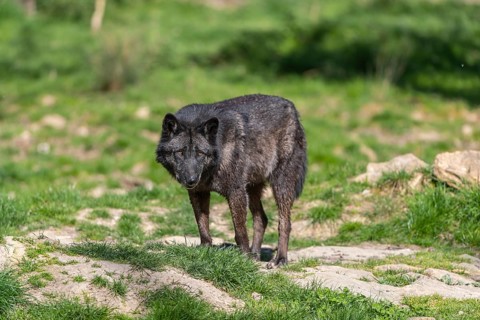 Two Timberwolves, Canis lupus lycaon, standing on an opening of a forest on green grass in bright