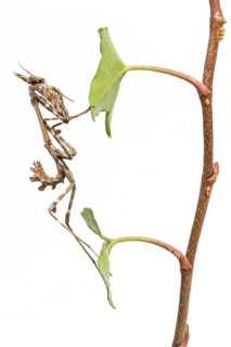 Conehead Mantis (Empusa pennata), nymph over white background, Galicia, Spain