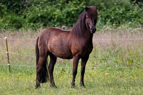 Icelandic horse (Equus islandicus), gelding, Schleswig-Holstein, Germany