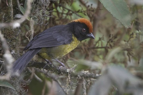 Yellow-breasted Brushfinch (Atlapetes latinuchus), Wayqecha Reserve, Peru