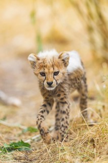 Cheetah (Acinonyx jubatus) youngster walking on a meadow, captive, occurrence Africa
